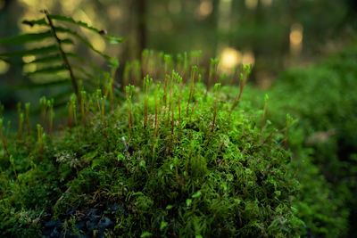 green