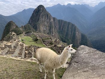 View of sheep on mountain