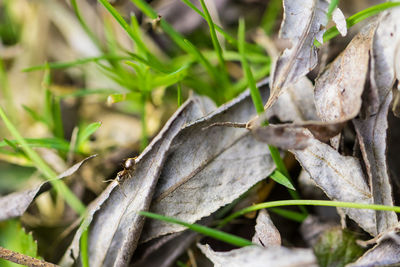 Close-up of fresh green plant