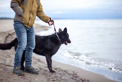 Full length of dog on beach
