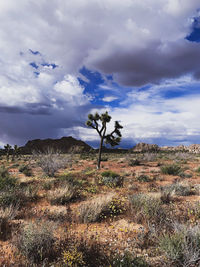 Trees on field against sky