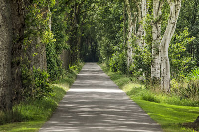 Road amidst trees in forest