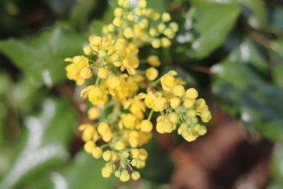 Close-up of yellow flowering plant in park