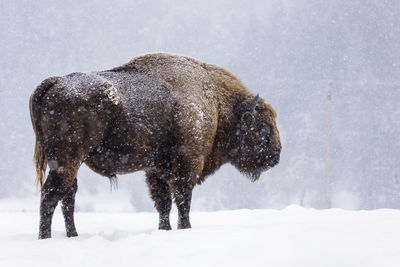 View of horse on snow covered land