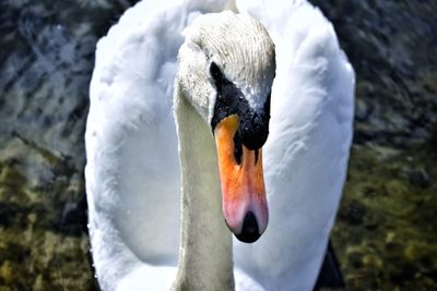 Close-up of swan