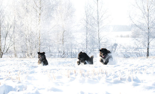 Dogs on snow covered field