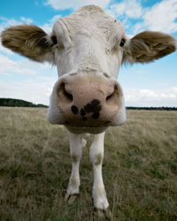 Portrait of cow standing on field