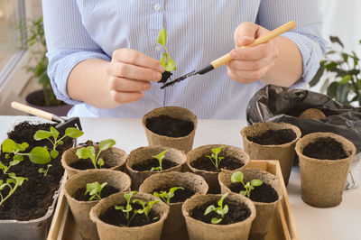 Close-up of the hands of a woman who transplants petunia seedlings with a scoop. 