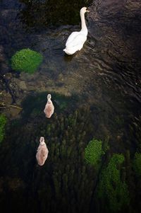 High angle view of swans in lake