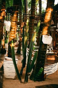 Close-up of illuminated plants against trees