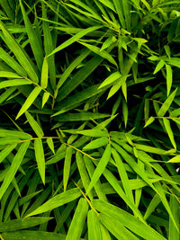 Full frame shot of green leaf