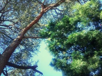 Low angle view of trees against blue sky