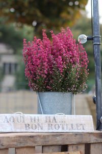 Close-up of flowers against blurred background