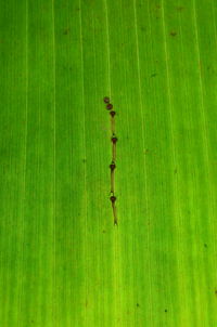 Full frame shot of green leaf