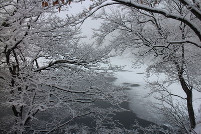 Low angle view of bare trees in forest during winter