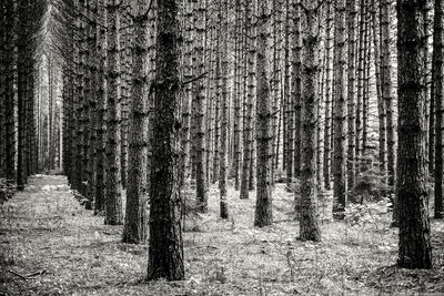 Trees in forest