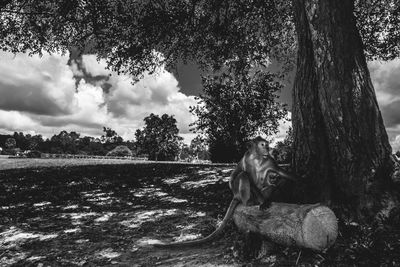 Horse sitting on field against sky