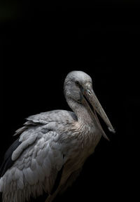 Close-up of pelican