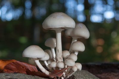 Close-up of mushrooms