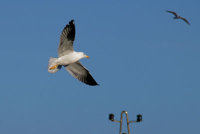 Low angle view of seagull flying in sky