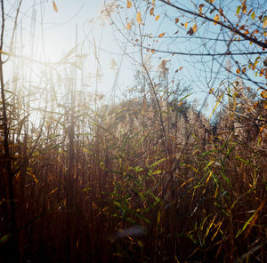 Close-up of grass on field against sky