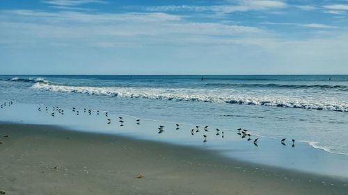 Flock of birds on beach