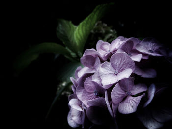 Close-up of purple flowering plant against black background