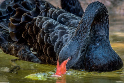 Close-up of swan swimming in lake