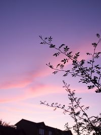 Low angle view of birds flying against sky