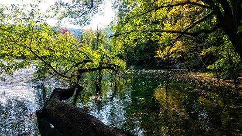 Scenic view of lake in forest