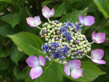 Close-up of fresh purple flowers
