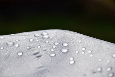 Close-up of water drops on leaf