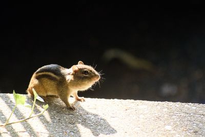 Close-up of squirrel