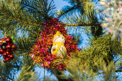 Low angle view of christmas tree