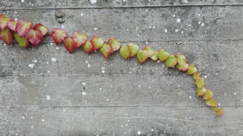 Close-up of plants during autumn