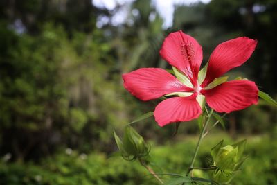 Close-up of red flowering plant on field