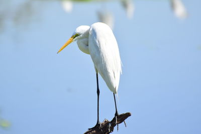 Bird perching on a flower