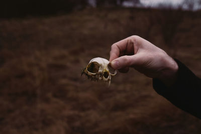 Midsection of person holding shell