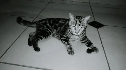 Portrait of cat on tiled floor