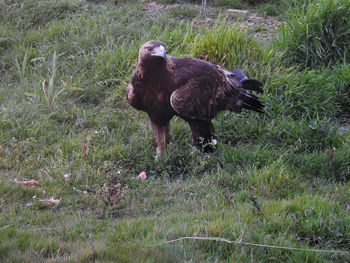 Sheep walking on field