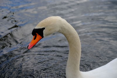 View of swan floating on lake