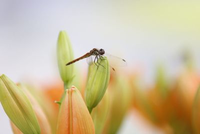 Close-up of insect on flower