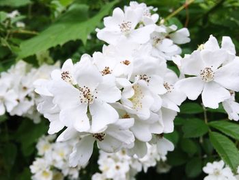 Close-up of white flowers