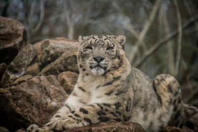 Cat relaxing on a land