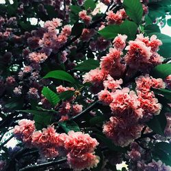 Close-up of pink cherry blossoms in spring