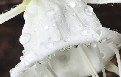 Close-up of wet white flower