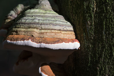 Close-up of tree trunk