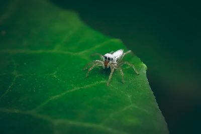 Close-up of spider on leaf