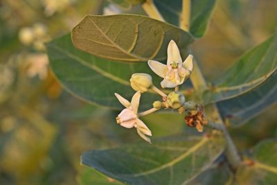 Close-up of flowering plant leaves