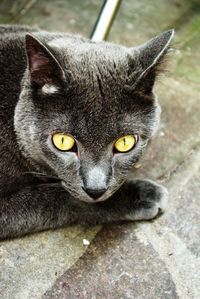 Close-up portrait of cat